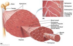 muscle fibers