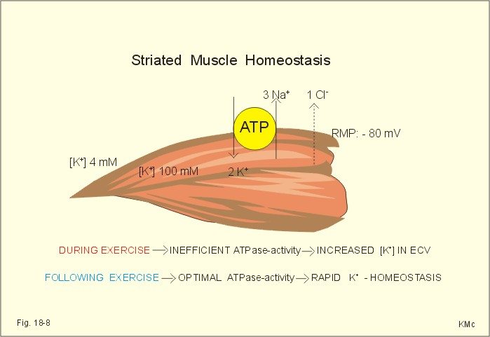 muscular pre exhaustion