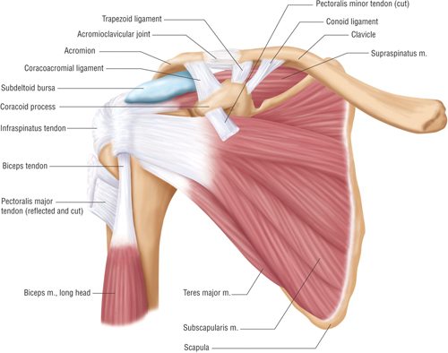 shoulder pain exercises