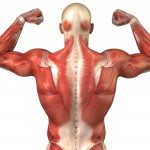 how long does it take to put on muscle