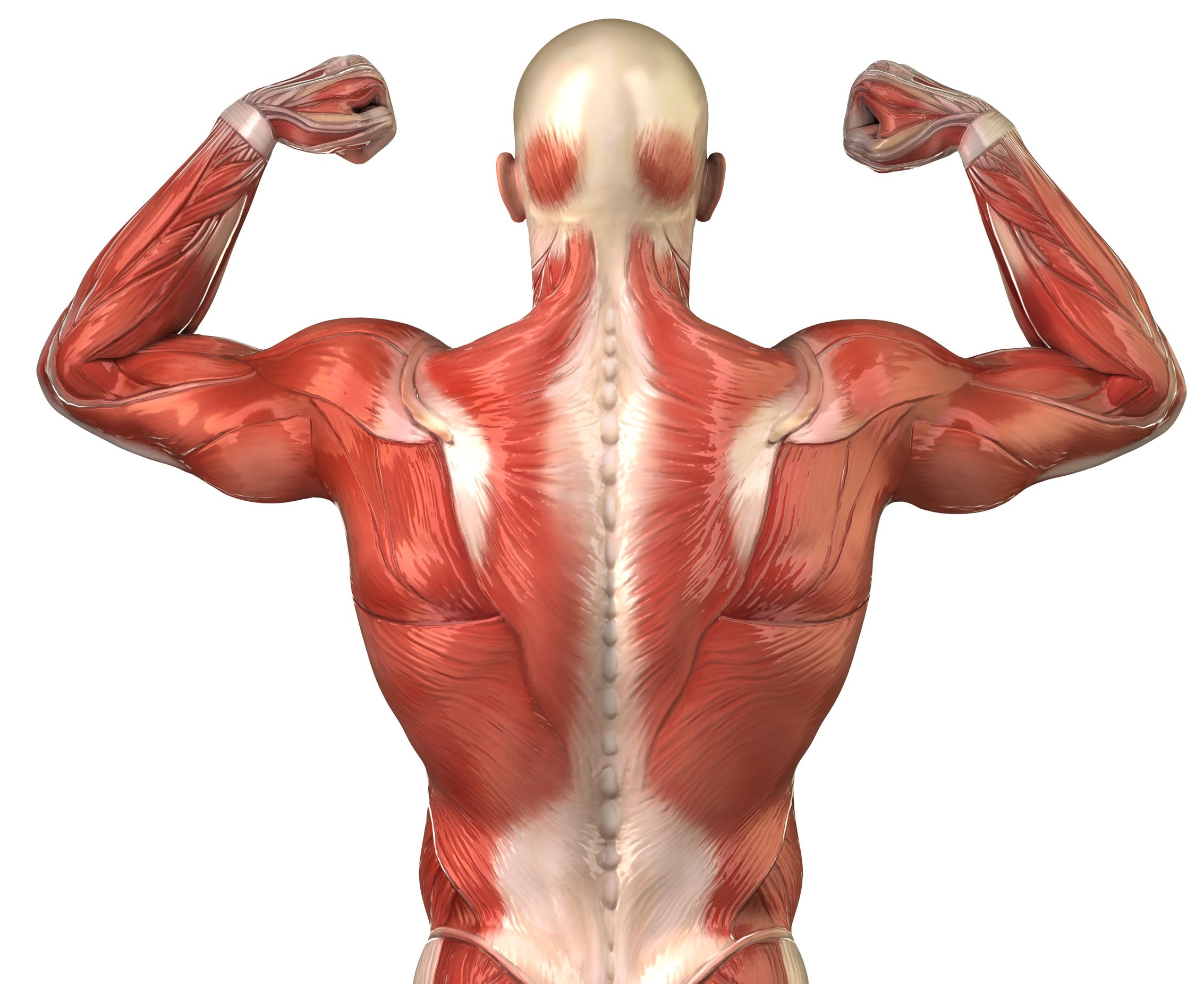 how long does it take to put on muscle